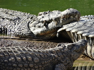  alligators of park djerba explore tunisia