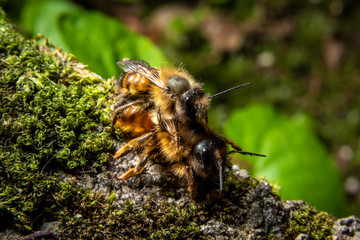 Bumblebees mating on a rock