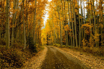 Fototapeta premium Autumn Color in San Juan and Rocky Mountains of Colorado