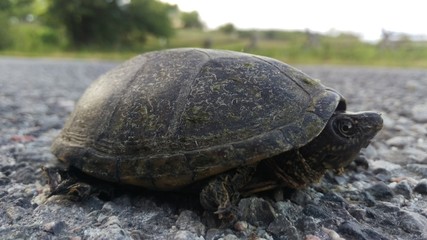 Close-up photo of a cute little turtle slowly walking on the ground + a nice depth of field effect.