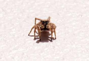 The front view of a small and careful jumping spider waiting in the warm sunlight.