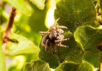 Close-up photo of a cute jumping spider waiting on a small green leaf in the bright sunlight.