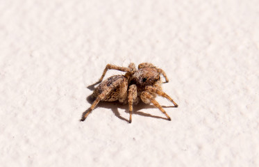 The right side of a cute and small jumping spider waiting on the wall.