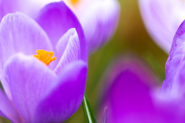 Purple crocus in spring- macro photo