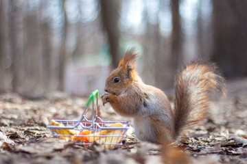 Red squirrel near the small shopping basket with apple and carrot