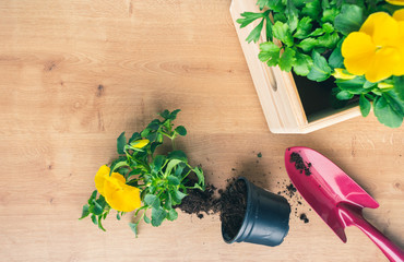 Top view of a composition with colorful yellow and red flower seedlings, a gardening shovel and a box of plants on wooden background. Spring gardening concept © IKA