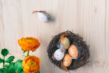Top view of blooming orange spring flowers and a brown straw Easter nest with dotted quail eggs decorations with feathers on wooden background with space. Natural colors, Easter egg nest background