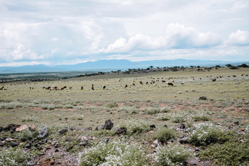 Landscape in Tanzania