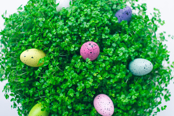 Fototapeta na wymiar Top and close up view of a green baby's tears plant (Soleirolia or Helxine soleirolli) with painted colorful dotted Easter quail eggs decorations over white background. Easter plant decoration concept