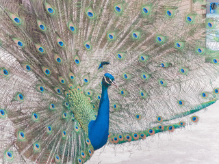 Obraz premium Male peacock showing it's color fan