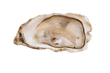 isolated fresh oyster on white background