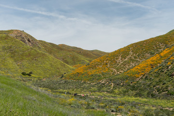 Naklejka premium Beautiful superbloom vista in the Walker Canyon mountain range near Lake Elsinore, Southern California