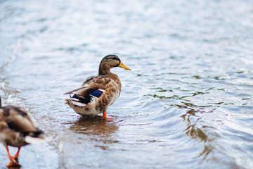 wild ducks near the water