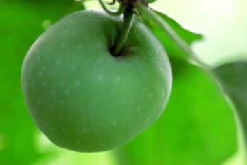 Green delicious apple hanging from a tree branch in an apple orchard