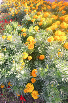 carnation garden - beauty of nature