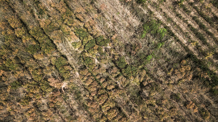 Dry forest ,  autumn forest in aerial view