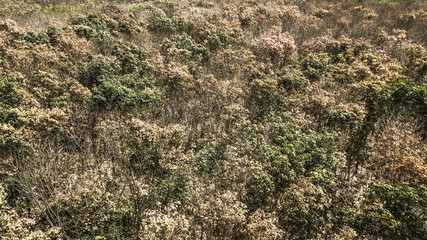 Dry forest ,  autumn forest in aerial view