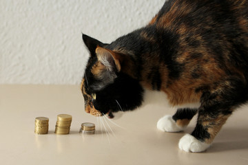 The tricolor cat stands next to the columns of coins and, with the muzzle tilted towards them,...