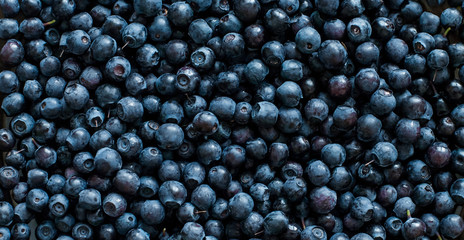 Background from fresh blueberry berries.