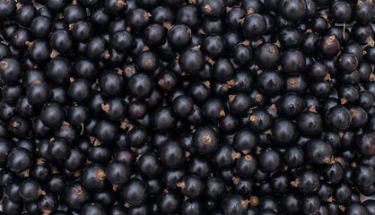 Background from fresh black currant berries, close up