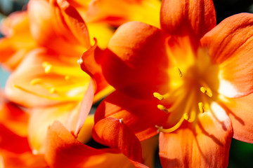 Fototapeta na wymiar bright orange flower macro with pollen on stamens