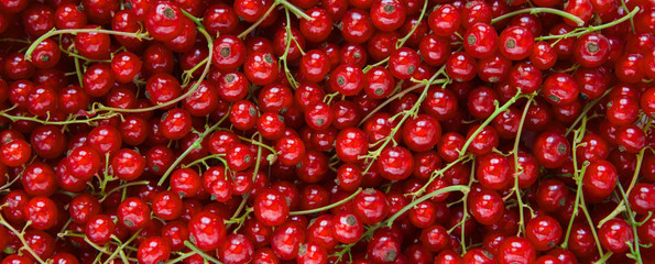 Background from fresh red currant berries, close up