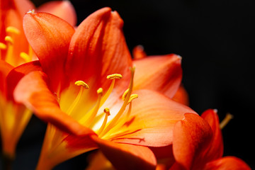 Fototapeta premium bright orange flower macro with pollen on stamens