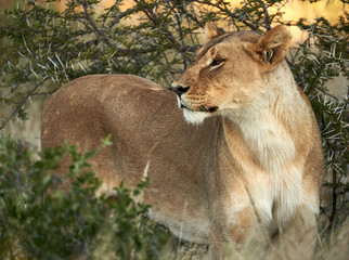 Naklejka premium Lioness in the African bush