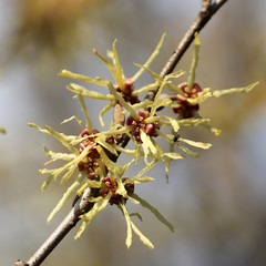 Branch of Hamamelis japonica or Japanese witch-hazel with yellow flowers