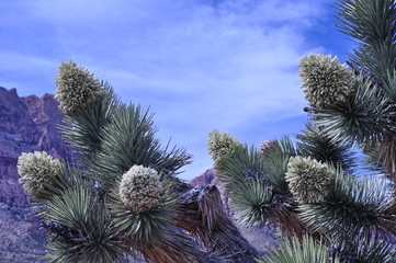 Joshua tree blooming flowers
