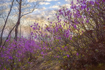 Obraz premium Sunset in the spring taiga forest. Rhododendron dauricum blossom. Khabarovsk region, far East, Russia.