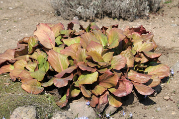 Last year's leaves of Bergenia sp. or Elephant's ears plant in early spring in garden
