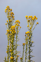 Yellow Grasses Against a Hazy Blue Sky