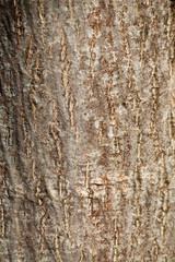 Obraz premium Bark of common walnut or Juglans regia
