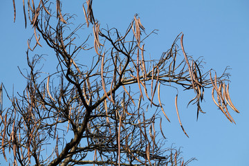 Bare branches of Catalpa speciosa (Northern Catalpa) with beanpods against spring blue sky