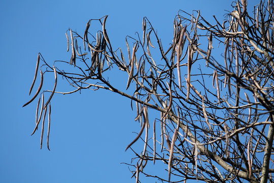 Bare branches of Catalpa speciosa (Northern Catalpa) with beanpods against spring blue sky