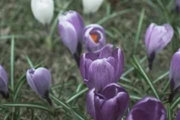 Blue mysterious crocus close up, melancholic and enigmatic flowers