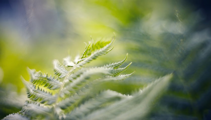 Blurred background with bokeh with fern leaves