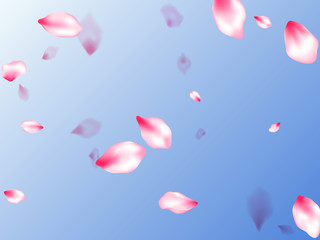Fototapeta premium Japanese cherry blossom pink flying petals