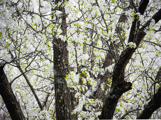 White Flower Tree II