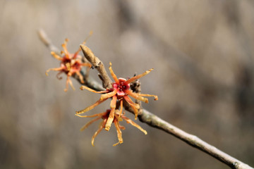 Branch of Hamamelis intermedia or Hybrid witch hazel with orange flowers