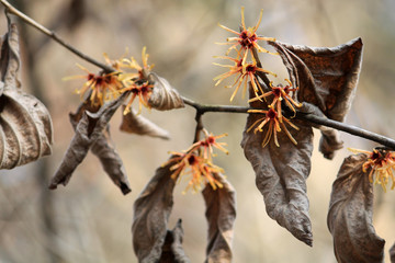 Branch of Hamamelis intermedia or Hybrid witch hazel with orange flowers