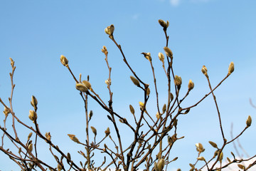 Branches of Magnolia loebneri with buds against blue sky in early spring