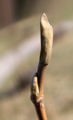 Branch with bud of Magnolia sieboldii or Siebold's magnolia in early spring