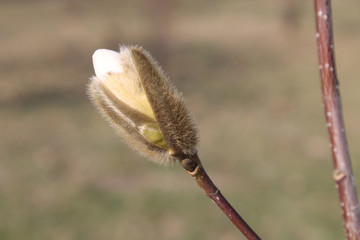 Star magnolia (Magnolia stellata) bud in early spring