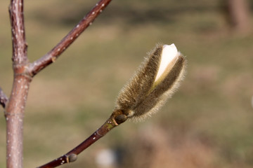 Fototapeta premium Star magnolia (Magnolia stellata) bud in early spring