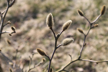 Star magnolia (Magnolia stellata) buds in early spring