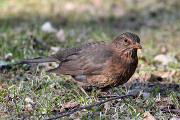 Female common blackbird (Turdus merula), Belarus