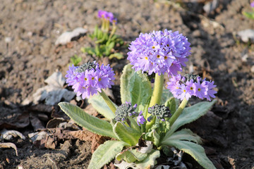 Purple flowers of Primula denticulata or drumstick primula in garden