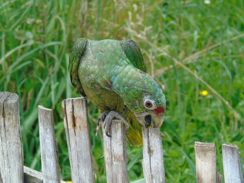 naturaleza expansiva